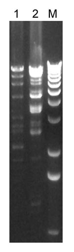 Thumbnail of Restriction enzyme (HindIII) digest of plasmids prepared from vancomycin-resistant Staphylococcus aureus (VRSA) isolates from 2 patients in Michigan, USA, 2007. Each lane is labeled with the VRSA isolate number; lane M, 1-kb molecular marker.