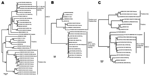 Phylogenetic relationships among viruses detected in Peru and other encephalomyocarditis viruses (EMCVs), and their relationship to the Theiler and Theiler-like cardioviruses. A) Viral protein 1 (VP1); 737 nucleotides (90% of the VP1 gene). The missing portion of the VP1 gene is at the 3’ end. B) 5′ nontranslated region; 145 nucleotides consisting of a highly conserved portion of the internal ribosome entry site, sequence coordinates 558 to 699 relative to EMCV GenBank accession no. AX786477. C)