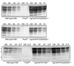 Thumbnail of Levels of transgene expression in transgenic (Tg) mice expressing deer or elk cellular prion protein (PrPC). Representative Western blot analysis of PrPC expression from different total protein loads in brain extracts from Tg mice Tg(CerPrP)1536+/–, Tg(CerPrP-E226)5029+/–, and Tg(CerPrP-E226)5037+/– compared with wild type and Prnp0/0 mice (knock-out mice for PrP gene).