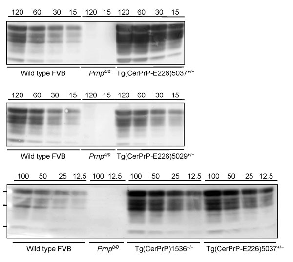 Levels of transgene expression in transgenic (Tg) mice expressing deer or elk cellular prion protein (PrPC). Representative Western blot analysis of PrPC expression from different total protein loads in brain extracts from Tg mice Tg(CerPrP)1536+/–, Tg(CerPrP-E226)5029+/–, and Tg(CerPrP-E226)5037+/– compared with wild type and Prnp0/0 mice (knock-out mice for PrP gene).