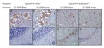 Thumbnail of PrPSc (disease-associated form of prion protein)–specific immunohistochemistry in the brains of diseased mice. Transgenic (Tg) mice Tg(CerPrP)1536+/– inoculated with brain (A) and antler velvet (B) preparations from elk 01-0306 exhibit florid PrPSc-reactive plaques in the cerebral cortex at the level of the thalamus but retain integrity of cerebellar granular cells (C and D). Tg(CerPrP-E226)5037+/– mice inoculated with brain (E) and antler velvet (F) preparations from elk 01-0306 di