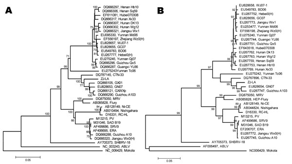 Position of a ferret badger–associated rabies virus isolate (ZJ-LA) in a phylogenetic tree constructed based on the nucleoprotein genes from representative dog rabies virus isolates and common vaccine strains in China (A) and the glycoprotein genes from representative dog rabies virus isolates and common vaccine strains in China (B). This figure was drawn by MEGA 4 (www.megasoftware.net) with maximum composite likelihood model. Bootstrap values are calculated from 1,000 repetitions. Scale bars r