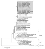Thumbnail of Phylogenetic analysis of the chikungunya virus (CHIKV) envelope 1 (E1) gene. The maximum-likelihood method was used to construct the phylogenetic tree by using 1,002 nucleotides of the sequence of the E1 gene from codons 91 to 424. The tree included 17 isolates detected in Singapore (shaded), 5 Sri Lankan isolates sequenced at the Environmental Health Institute, and 17 global sequences selected to represent all known phylogenetic lineages. In the tree, all sequences are labeled with