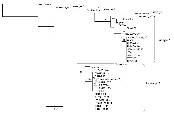 Maximum-likelihood comparison of the partial NS5 gene of West Nile virus (WNV) strains identified in horses in South Africa in 2008 with representative sequences of other WNV lineages. Bootstrap statistics are shown on the branches; only values &gt;70% are included. Scale bar indicates 0.07 nt changes. Japanese encephalitis virus (JEV) was used as an outgroup. Black diamonds, WNV strains identified in horses in South Africa in the present study; white diamonds, WNV strains isolated from humans i