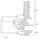 Thumbnail of Phylogenetic analysis of nucleotide sequences of the virus protein 1 (VP1) gene of Saffold cardiovirus. The tree was constructed by using the Molecular Evolutionary Genetics Analysis (MEGA) software version and the neighbor-joining algorithm with kimura-2 parameters (14). The analysis included human Theiler murine encephalomyelitis virus (TMEV)–like cardiovirus. TMEV-like cardiovirus sequences (GenBank accession no. EU376394) and the previously reported SAFV sequences including the
