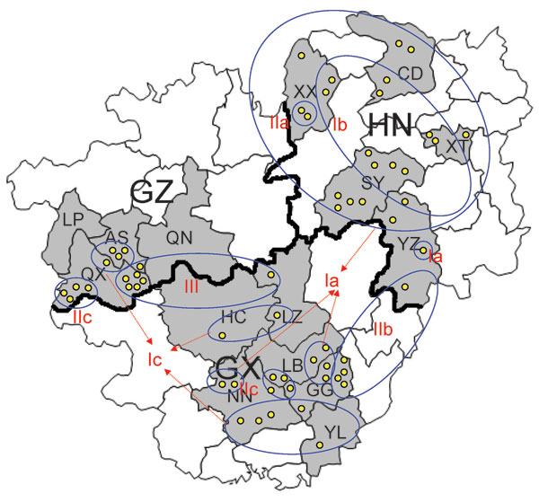 Locations of 15 cities selected for specimen collection in Guizhou (GZ), Hunan (HN), and Guangxi (GX) provinces, in southern People’s Republic of China, 2005–2007, and genetic groups and subgroups of 60 samples analyzed for rabies virus. Roman numerals and letters indicate genotypes, gray areas indicate regions selected for specimen collection, yellow circles indicate specimens collected, ovals indicate regions with the same genotype, and arrows indicate specimens with the same genotype. LP, Liu