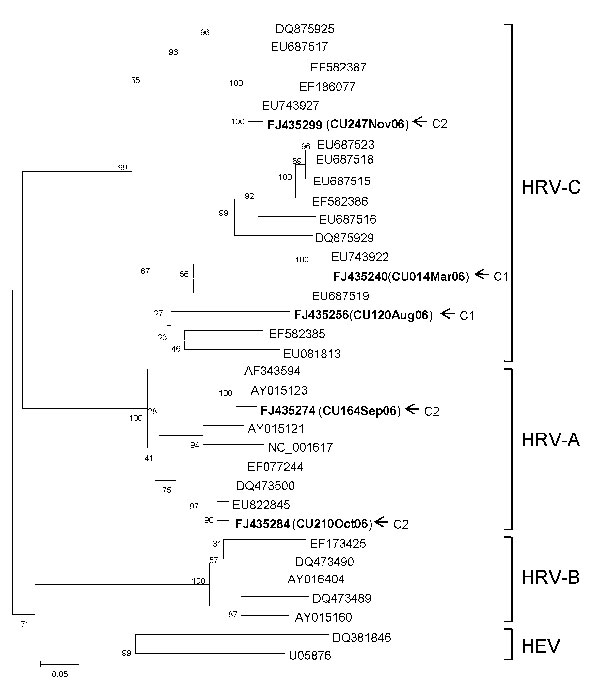Phylogenetic analysis of nucleotide sequences of the virus capsid protein (VP4) region of 5 human rhinovirus (HRV) strains (shown in boldface) isolated from 289 nasopharyngeal aspirate specimens, including those of 2 infants with refractory wheezing (C1 and C2), on the basis of amplification of VP4/2 by seminested reverse transcription–PCR. The tree was constructed by using the neighbor-joining method and Kimura’s 2-parameter distance with bootstrap replicated from 1,000 trees by using MEGA 4.0