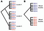 Thumbnail of Alternative phylogenetic predictions of the in vivo mutation hypothesis versus the dual circulating virulent/avirulent hypothesis. A) The in vivo mutation transition hypothesis predicts paraphyly of feline infectious peritonitis (FIP) cases and feline enteric coronavirus (FECV) asymptomatic feline coronavirus (FCoV) isolates). B) The circulating virulent/avirulent strain hypothesis predicts reciprocal monophyly of FIV-cases versus FECV asymptomatic. Numbers represent individual cat
