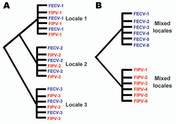 Alternative phylogenetic predictions of the in vivo mutation hypothesis versus the dual circulating virulent/avirulent hypothesis. A) The in vivo mutation transition hypothesis predicts paraphyly of feline infectious peritonitis (FIP) cases and feline enteric coronavirus (FECV) asymptomatic feline coronavirus (FCoV) isolates). B) The circulating virulent/avirulent strain hypothesis predicts reciprocal monophyly of FIV-cases versus FECV asymptomatic. Numbers represent individual cat (or locale),