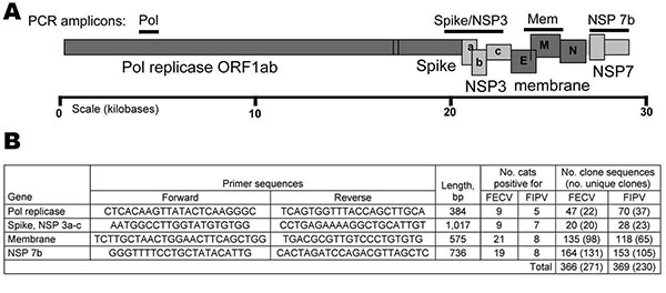 A) Feline coronavirus genome indicating PCR products obtained (bars). Structural proteins are shaded in dark gray; nonstructural proteins are shaded in light gray. B) Forward and reverse primers used to amplify virus segments are listed in 5′ → 3′ orientation. The number of source cats and cloned sequences generated from feline infectious peritonitis (FIP) cases and feline enteric coronavirus (FECV) asymptomatic cats are presented. Pol, polymerase; NSP, nonstructural protein; FIPV, feline infect