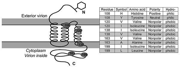 Diagram of membrane protein containing 3 transmembrane helices, an external N terminus and an internal carboxy terminus. Approximate position of 5 variable diagnostic amino acid sites (see Table 2) as determined by sequence comparison to severe acute respiratory syndrome coronavirus (32). Amino acid residue, polarity, and hydrophobicity or hydropholicity is stated.