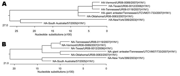 Phylogenetic tree based on the nucleotide sequence of the A) hemagglutinin (HA) gene and B) neuraminidase (NA) gene of the anteater isolate of influenza virus with 6 related isolates obtained from GenBank. GenBank accession numbers for the other isolates used: Tennessee/UR06-0119/2007(H1N1): HA-CY027379, NA-CY027381; Texas/ur06/0012/2006(H1N1): HA-CY025213, NA-CY025215; Vermont/UR06/0089/2007(H1N1): HA-CY025795; NA-CY025797; Oklahoma/UR06/0063/2007(H1N1): HA-CY027771, NA-CY027773; New York/399/2003(H1N1): HA-CY002808, NA-CY002810; and South Australia/67/2005(H1N1): HA-CY016691, NA-CY016693.