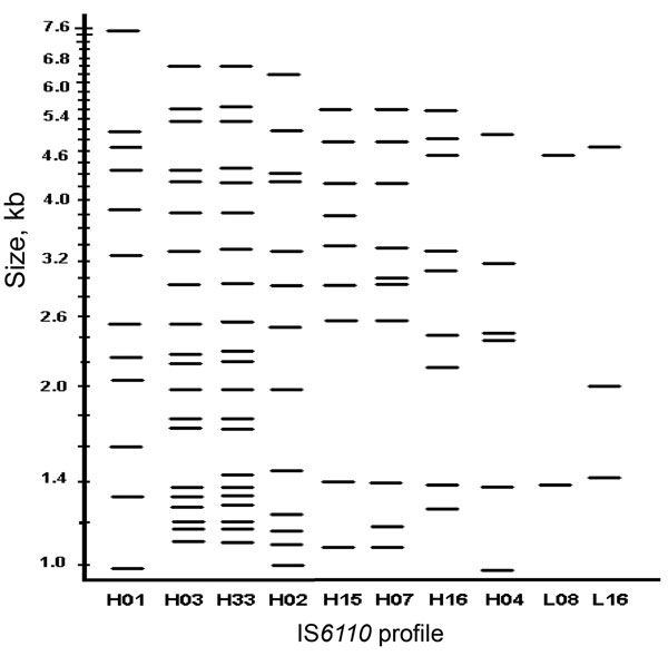 Insertion sequence (IS)6110 profiles of the 10 largest Mycobacterium tuberculosis clusters, Houston Tuberculosis Initiative, Texas, 1995–2004.