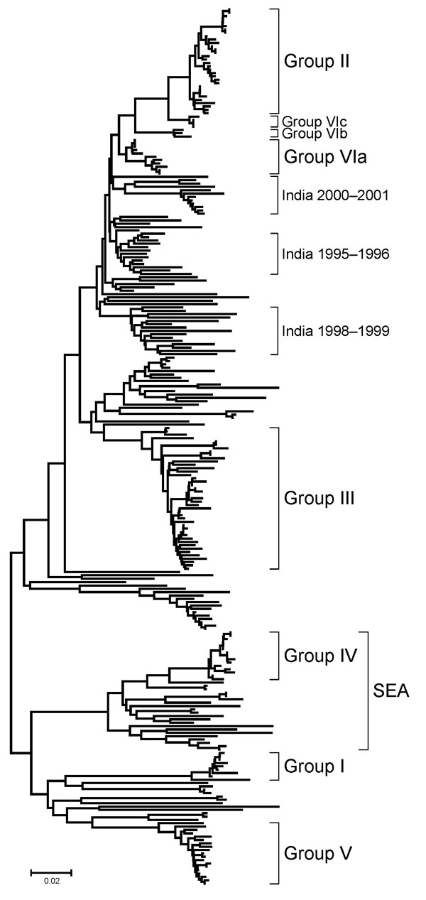 Midpoint-rooted neighbor-joining tree showing the relationships between the complete VP1 sequences of Asia 1 foot-and-mouth disease virus isolates studied. Only the tree structure is shown; details of the labeled groups are given in Figure 3. Scale bar indicates nucleotide substitutions per site. The complete tree with all viruses labeled is shown in the Technical Appendix. SEA, group of viruses found in only in Southeast Asia and Hong Kong.