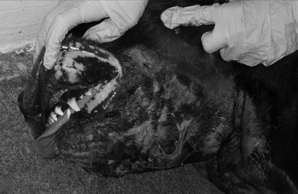 Extensive neck swelling with ulcerations and purulent discharge on 8-year-old spayed female Labrador retriever. Culture of the exudate and a macerated skin biopsy specimen grew methicillin-resistant Staphylococcus aureus.