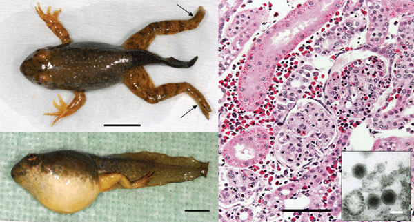 North American bullfrog (Rana catesbeiana) metamorphs infected with ranavirus RCV-JP. A) Necrosis of distal extremities (arrows) and mild abdominal swelling. Scale bar = 1 cm. B) Severe abdominal swelling caused by body cavity effusion. Scale bar = 1 cm. C) Kidney of an infected frog with necrosis of glomeruli and tubular hyaline droplet degeneration; hematoxylin and eosin stain. Scale bar = 100  m. Inset shows ranavirus-like particles; scale bar = 100 nm.