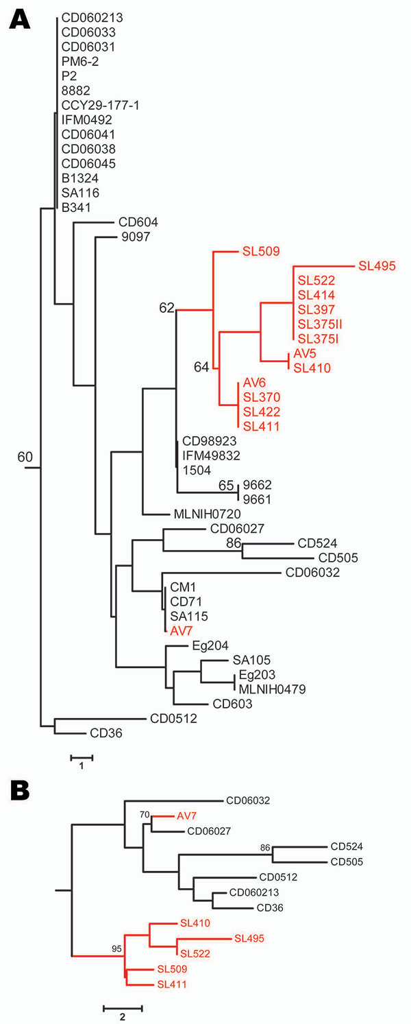 Neighbor-joining trees based on the polymorphic sites in Candida dubliniensis multilocus sequence typing (MLST) sequences. Bootstrap values &gt;60% are indicated at cluster nodes. Avian-associated isolates are indicated in red. Numbers of polymorphic sites in isolates are indicated by scale bars. A) Isolates of MLST clade C1 defined by McManus et al. (7) showing location of avian-associated isolates in relation to human isolates in the same clade; human isolates were originally obtained in many