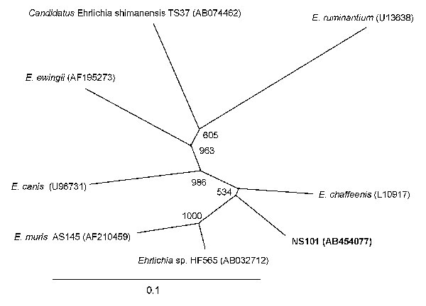 Phylogenetic relationship between the Ehrlichia chaffeensis NS101 groEL sequence (1,208 bp) (in boldface) and other Ehrlichia spp. groEL sequences. GenBank accession numbers are shown in parentheses. Numbers above internal nodes indicate the number of bootstrap replicates of 1,000 that supported the branch. Scale bar indicates percent sequence divergence.