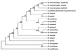 Thumbnail of Phylogenetic tree showing the position of Candidatus Bartonella mayotimonensis among members of the genus Bartonella based on comparisons of concatenated sequences of the 16S rRNA gene, the citrate synthase gene gltA, the RNA polymerase β-subunit gene rpoB, the cell division gene ftsZ, and the 16S–23S rRNA internal transcribed spacer region sequences. The tree was constructed by using the neighbor-joining method and a maximum-likelihood–based distance algorithm. Numbers on branches