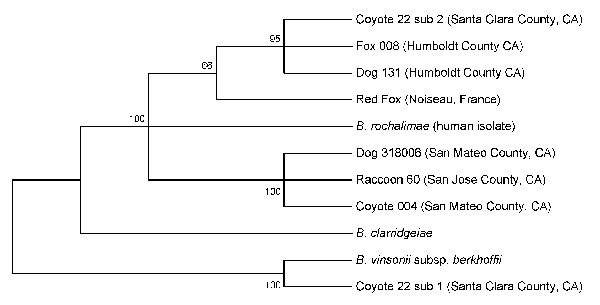Phylogenetic tree of Bartonella species based on the combined gltA, rpoB, ftsZ, and intergenic transcribed spacer sequence alignment. The tree shown is a neighbor-joining tree based on the Kimura two-parameter model of nucleotide substitution. Bootstrap values are based on 1,000 replicates. The analysis provided tree topology only; the lengths of the vertical and horizontal lines are not significant.