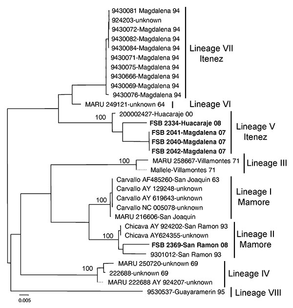 Neighbor-joining phylogenetic tree of Machupo virus derived from the glycoprotein precursor gene sequence. The neighbor-joining and maximum likelihood analyses yielded similar phylogenetic trees. Boldface indicates 2007–2008 isolates. Numbers indicate bootstrap values for 1,000 replicates. Scale bar indicates nucleotide substitutions per site.