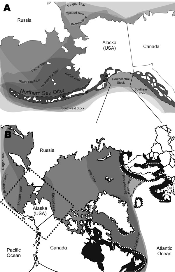 Distribution of Arctic and sub-Arctic pinnipeds in relation to Arctic ice coverage representing a unique area where distribution ranges of multiple seal species overlap (7,8). A) North Pacific Ocean region showing the range of the northern sea otter (Enhydra lutris kenyoni) in Alaska, its population stock delineations, and sample collection locations for the study. 1, Kachemak Bay; 2, Kodiak Archipelago; 3, South Alaska Peninsula; 4, Fox Island; seal species ranges overlap. This overlap indicate