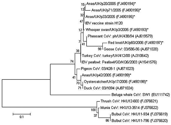 Minimum-evolution tree (11) of coronaviruses based on a 146-bp fragment of the 3′ untranslated region of infectious bronchitis virus (IBV). Evolutionary distances were computed by using the Tamura-Nei method (12) and are in the units of the number of base substitutions per site. Coronaviruses detected in wild birds by this study are denoted with an asterisk. Previously published coronavirus sequences from different sources were included for comparative purposes. GenBank accession numbers are sho