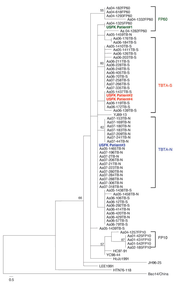 Phylogenetic tree by maximum parsimony method, rooted at the midpoint, based on the 320-bp region of G2 glycoprotein–encoding medium segment of 4 hemorrhagic fever with renal syndrome patients who were US soldiers in South Korea (patients 1–4), 2005 (GenBank accession nos. FJ561275–FJ561278) and field mice (Apodemus spp.)–borne Hantaan viruses (HTNV). HTNV sequence amplified from patient 1 was identical with a HTNV sequence (Aa04–1325) from A. agrarius mice captured at firing point (FP) 60. HTNV