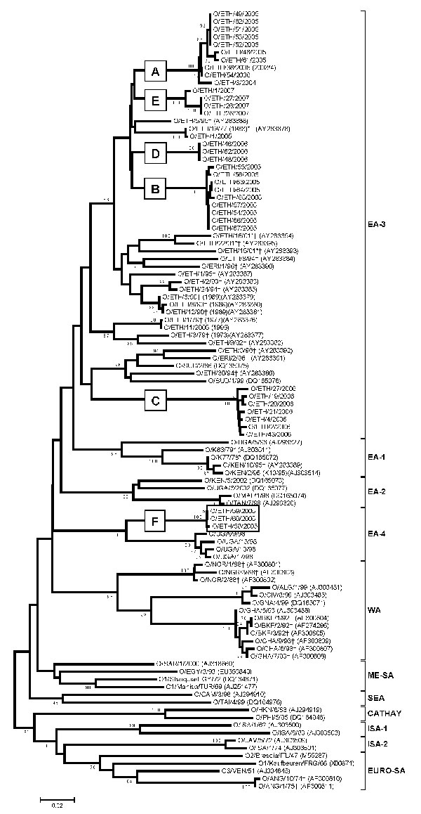 Midpoint-rooted neighbor-joining tree (based on the complete virus protein [VP] 1 coding sequence) showing the relationships between the foot-and-mouth disease virus serotype O isolates from Ethiopia and other contemporary and reference viruses. The 3 isolates from 2005 forming a new topotype East African (EA)-4 are boxed. The year in parenthesis indicates the year of sample collection. Scale bar indicates substitutions per site. *Not a reference number assigned by the World Reference Laboratory
