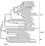 Thumbnail of Midpoint-rooted neighbor-joining tree (based on the complete virus protein [VP] 1 coding sequence) showing the relationships between the foot-and-mouth disease virus serotype A isolates from Ethiopia and other contemporary and reference viruses. The isolate from 2007 is boxed. The year in parenthesis indicates the year of sample collection. Scale bar indicates substitutions per site. *Not a reference number assigned by the World Reference Laboratory for Foot-and-Mouth Disease, Pirbr