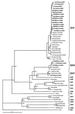 Thumbnail of Phylogenetic tree of nucleotide sequences of sapovirus (SaV) strains (shown in boldface). The tree was constructed from partial nucleotide sequences of the capsid region by using PEC strain (a porcine SaV) as an outgroup. The numbers on each branch indicate the bootstrap values. Scale bar indicates nucleotide substitutions per position. GenBank accession numbers of reference strains are as follows: Osaka07-767/08/JP (AB433785), Osaka/19-115/07/JP (AB327280), Sydney3/04/AU (DQ104357)