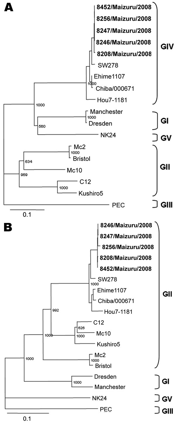 Phylogenetic analysis of the polymerase region (A) and the capsid region (B), showing the different genogroups (GI–GV). The sapovirus (SaV) isolates detected in the study are highlighted in boldface. The scale indicates nucleotide substitutions per position. The numbers in the branches indicate the bootstrap values. GenBank accession numbers of reference strains are as follows: C12 (AY603425), Mc10 (AY237420), Kushiro5 (AB455793), Mc2 (AY237419), Bristol (AJ249939), Dresden (AY694184), NK24 (AY6