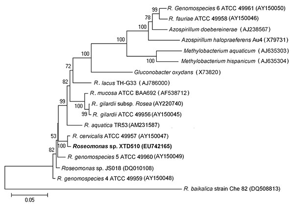 Unrooted phylogenetic tree based on 16S rRNA gene sequences of Roseomonas spp. Tree was constructed by using MEGA 4.0 software (www.megasoftware.net) and the neighbor-joining method with 1,000 bootstrap replicates. Genetic distances were calculated by using the Kimura 2-parameter correction at the nucleotide level. Bootstrap values &gt;50% are shown. The isolate obtained in this study is shown in boldface. GenBank accession numbers of reference strains are marked after each strain name. Scale ba