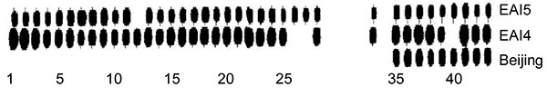 Typical spacer patterns of the Mycobacterium tuberculosis spoligotypes most frequently isolated from patients with smear-positive pulmonary tuberculosis, Vietnam, 2003–2006. EAI5 and EAI4 are East African–Indian genotypes.