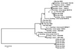 Thumbnail of Phylogenetic tree inferred from alignment of Anaplasma phagocytophilum DOV1 sequence types obtained in this study. Inference was made by using the neighbor-joining algorithm. The stability of proposed branching order was assessed by bootstrapping (1,000 replicates). At nodes present in &gt;50% of replicates, the percentage of replicates possessing the node is indicated. The DOV1 sequences obtained in this study have been deposited in GenBank under the accession nos. FJ469653–FJ46966