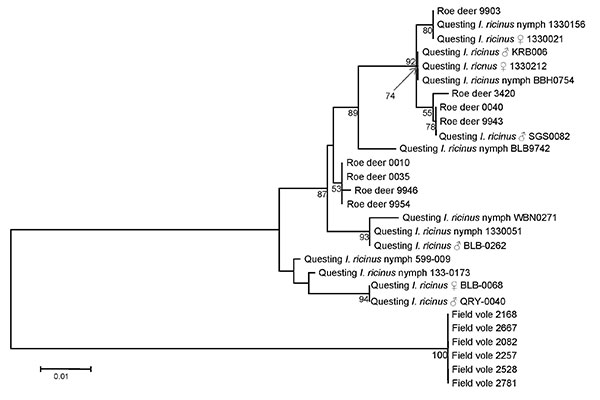 Phylogenetic tree inferred from alignment of Anaplasma phagocytophilum DOV1 sequence types obtained in this study. Inference was made by using the neighbor-joining algorithm. The stability of proposed branching order was assessed by bootstrapping (1,000 replicates). At nodes present in &gt;50% of replicates, the percentage of replicates possessing the node is indicated. The DOV1 sequences obtained in this study have been deposited in GenBank under the accession nos. FJ469653–FJ469666. Scale bar