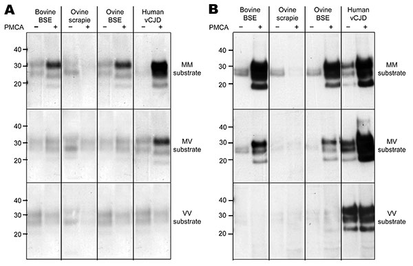 Amplification of PrPd by PMCA from bovine BSE, ovine scrapie, experimental ovine BSE, and human vCJD brain homogenates in substrate homogenates prepared from humanized transgenic mouse brain tissue expressing PrP of each human prion protein gene codon 129 (PRNP-129) genotype. A) Amplification of each PrPd type, as determined by Western blotting using MAb 6H4 to detect PrPres after limited proteinase K digestion, in a PRNP-129MM substrate (top panel, 3-min exposure), a PRNP-129MV substrate (middl