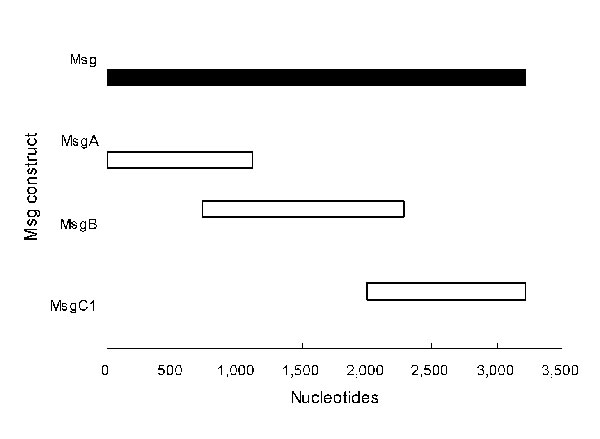 Pneumocystis jirovecii major surface glycoprotein (Msg) fragments. Lengths of Msg fragments are expressed on a nucleotide scale. MsgA is the amino terminus, MsgB is the middle portion, and MsgC1 is the carboxyl terminus of the protein.