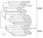 Thumbnail of Neighbor-joining tree reconstructed by using bootstrap analysis with 1,000 pseudoreplicate datasets showing the phylogenetic relationship of known arenaviruses (data derived from GenBank) to the novel Lujo arenavirus from southern Africa (boldface), inferred from a 619-nt region of the 5′ end of the nucleoprotein gene. GenBank accession numbers for nucleotide sequence data are shown on the tree. Scale bar indicates 5% divergence.