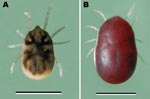 Thumbnail of Ornithodoros hermsi nymphal tick from Mt. Wilson, California, USA. Panel A shows the nymph before its infective blood meal; panel B shows it after feeding. Scale bars = 2 mm.