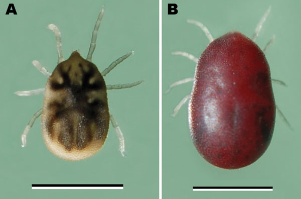 Ornithodoros hermsi nymphal tick from Mt. Wilson, California, USA. Panel A shows the nymph before its infective blood meal; panel B shows it after feeding. Scale bars = 2 mm.