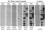 Thumbnail of Immunoblot analysis of serum samples from brush mice (Peromyscus boylii) and Merriam chipmunks (Tamias merriami) captured at Mt. Wilson Observatory in California, USA. Each sample was tested at a dilution of 1:100 with a whole-cell lysate of Borrelia hermsii MTW-2 isolated from Mt. Wilson (left lane of each membrane) and purified recombinant GlpQ (right lane of each membrane). Results and animal numbers are presented above and below each panel, respectively. Neg, negative; pos, posi