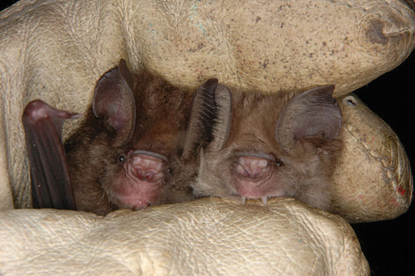 Two morphotypes of Hipposideros caffer ruber bats held by one of the authors (F.G.-R.), who was wearing a leather glove. Photograph courtesy of Antje Seebens.