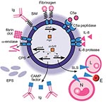 Thumbnail of Virulence factors of Streptococcus iniae. A diagrammatic representation of a cell of S. iniae showing the regulatory genes involved in virulence factor expression (inside cell) and the virulence factors on the outside of the cell. In a clockwise direction, SiM protein (simA) expression is likely to be regulated by mgx. SiM protein binds immunoglobulin (Ig) and fibrinogen. C5a peptidase and interleukin-8 (IL-8) protease degrade their respective chemokines to impair phagocyte signalin