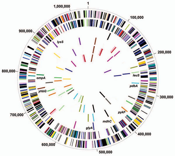 Comparison of 14 housekeeping genes among genome sequences of 4 Chlamydiaceae species and 7 strains. Circle 1, genes on forward Chlamydia trachomatis strand, color coded by role category; Circle 2, genes on reverse C. trachomatis strand; Circle 3, multilocus sequence typing (MLST) candidates, C. trachomatis; Circle 4, MLST candidates, C. pneumoniae AR39; Circle 5, MLST candidates, C. caviae (GPIC); Circle 6, MLST candidates, C. muridarum (MoPn). Colors in circles 3, 4, 5 and 6 are consistent for