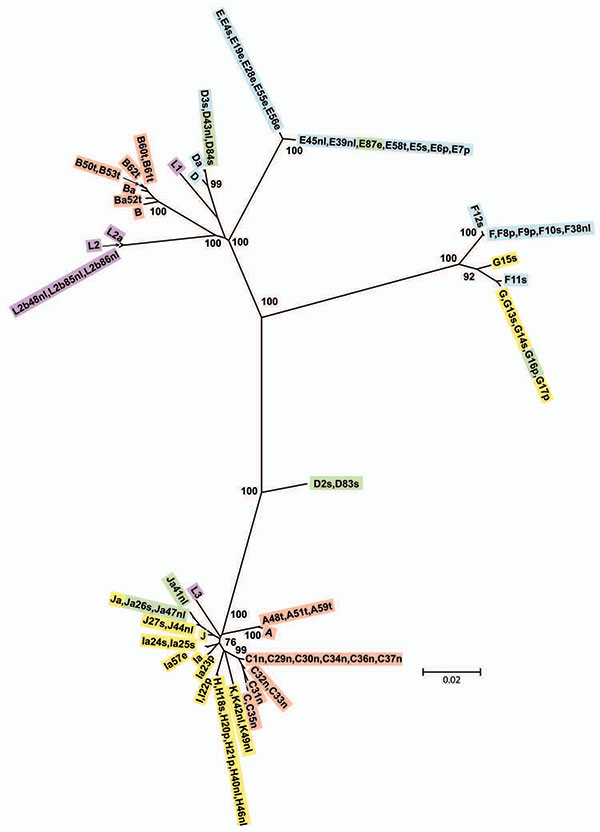 Minimum evolution tree for ompA. The tree was constructed using the matrix of pairwise differences between the 87 sequences by using the maximum composite likelihood method for estimating genetic distances. Numbers are bootstrap values (1,000 replicates) &gt;70%. Lavender, invasive lymphogranuloma venereum (LGV); gold, noninvasive, nonprevalent sexually transmitted infection (STI) strains; red, trachoma strains; blue, noninvasive, highly prevalent STI strains; green, putative recombinant stains.