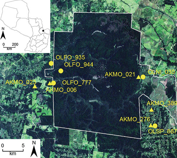 Satellite image of collection sites of hantavirus RNA–positive rodents, including selected Juquitiba virus (circles) and Jaborá virus (triangles) samples, Paraguay, 2003–2007. Inset shows location of showing the study site in Paraguay. OLFO, Oligoryzomys fornesi; OLNI, O. nigripes; OLSP, Oligoryzomys sp.; AKMO, Akodon montensis.
