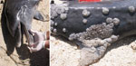 Thumbnail of Extensive lobomycosis-like disease on the beak (A) and dorsal fin (B) of a bottlenose dolphin (Tursiops truncatus) stranded on Margarita Island, Venezuela.