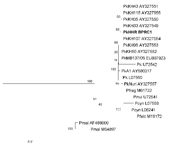 Phylogenetic tree constructed according to the neighbor-joining method based on A-type small subunit RNA sequences of several Plasmodium species (GenBank accession numbers are indicated). The sequence of the clinical isolate PkHHR-BPRC1 (in boldface) (GenBank accession no. FJ804768) clusters with all other P. knowlesi strains (indicated by Pk isolate numbers). Pfrag, P. fragile; Pinui, P. inui; Pcyn, P. cynomolgi; Pfalc, P. falciparum; Pmal, P. malariae. Scale bar indicates nucleotide substituti