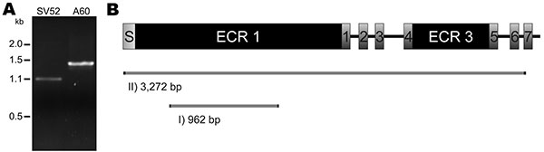 Amplification and characterization of a newly discovered open reading frame (ORF) of Streptococcus anginosus. A) Gel electrophoresis after emm-PCR on S. anginosus isolate SV52 (SV52) and S. pyogenes strain A60 (A60). The latter isolate was used as a control that possesses an emm3 gene. The S. anginosus strain generated a low concentration 1.1-kb amplicon, as compared with the 1.4-kb product of the S. pyogenes strain. Inverse PCR based on the 1.1-kb sequence of SV52 showed an ORF of 3,363 bp. Its